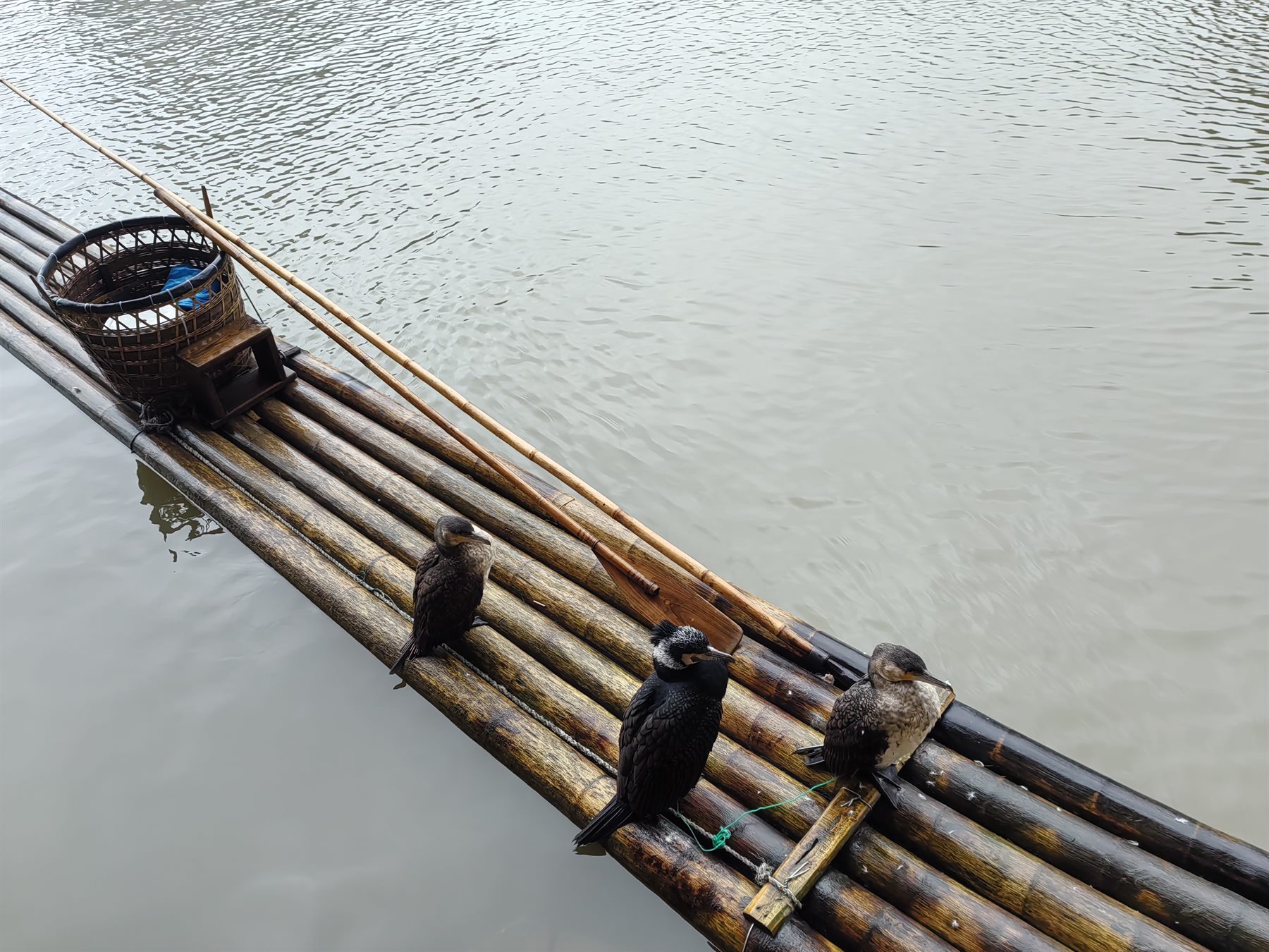 龙虎山泸溪河竹筏与鸬鹚